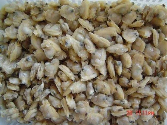 Frozen Short Neck Clam Meat for Sale High Quality