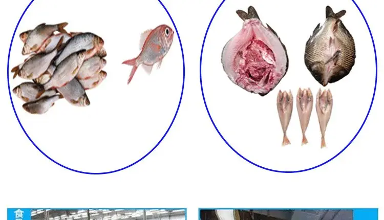 Electric Filleting Killing Small Cutting Fish Back Splitting Machine 