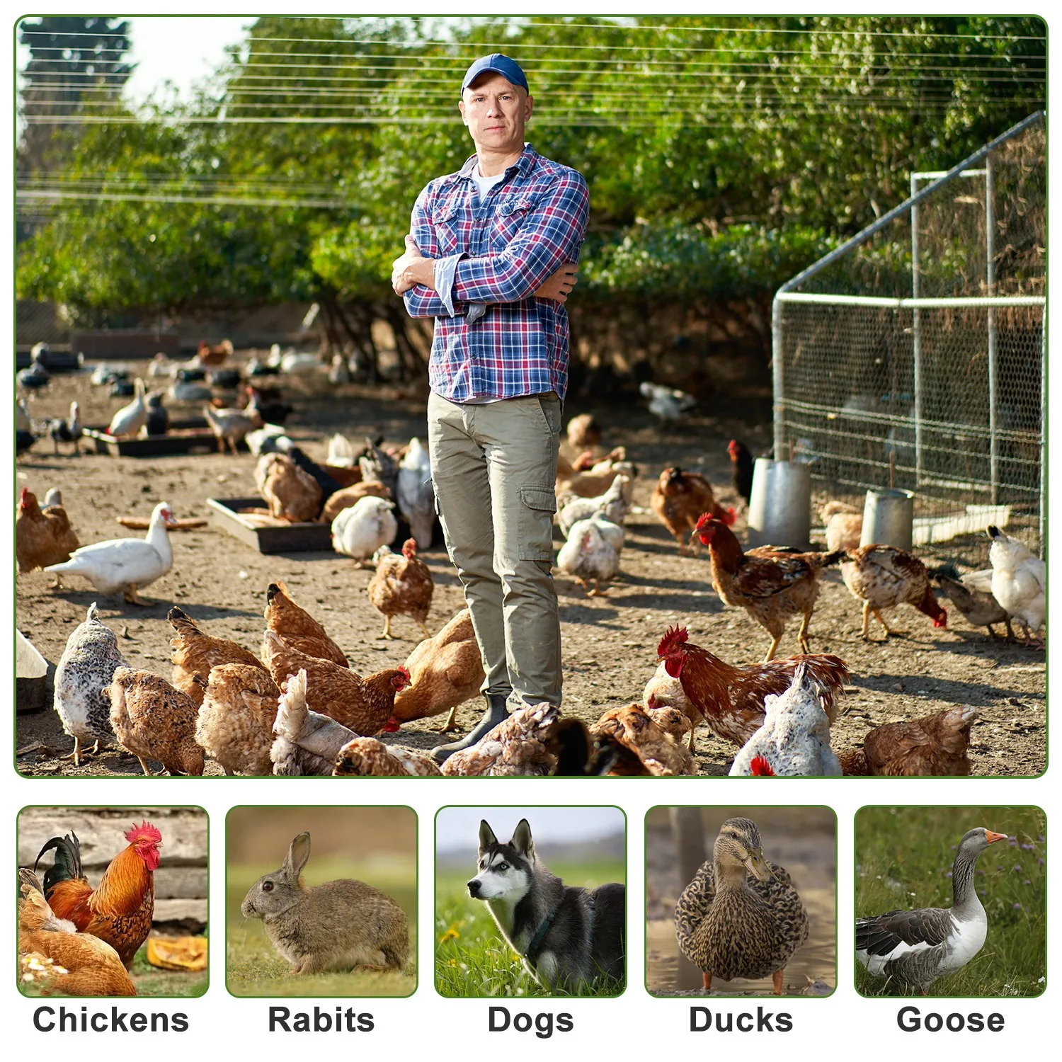 Compact Chicken Coop with Predator-Proof Fencing and Removable Roof