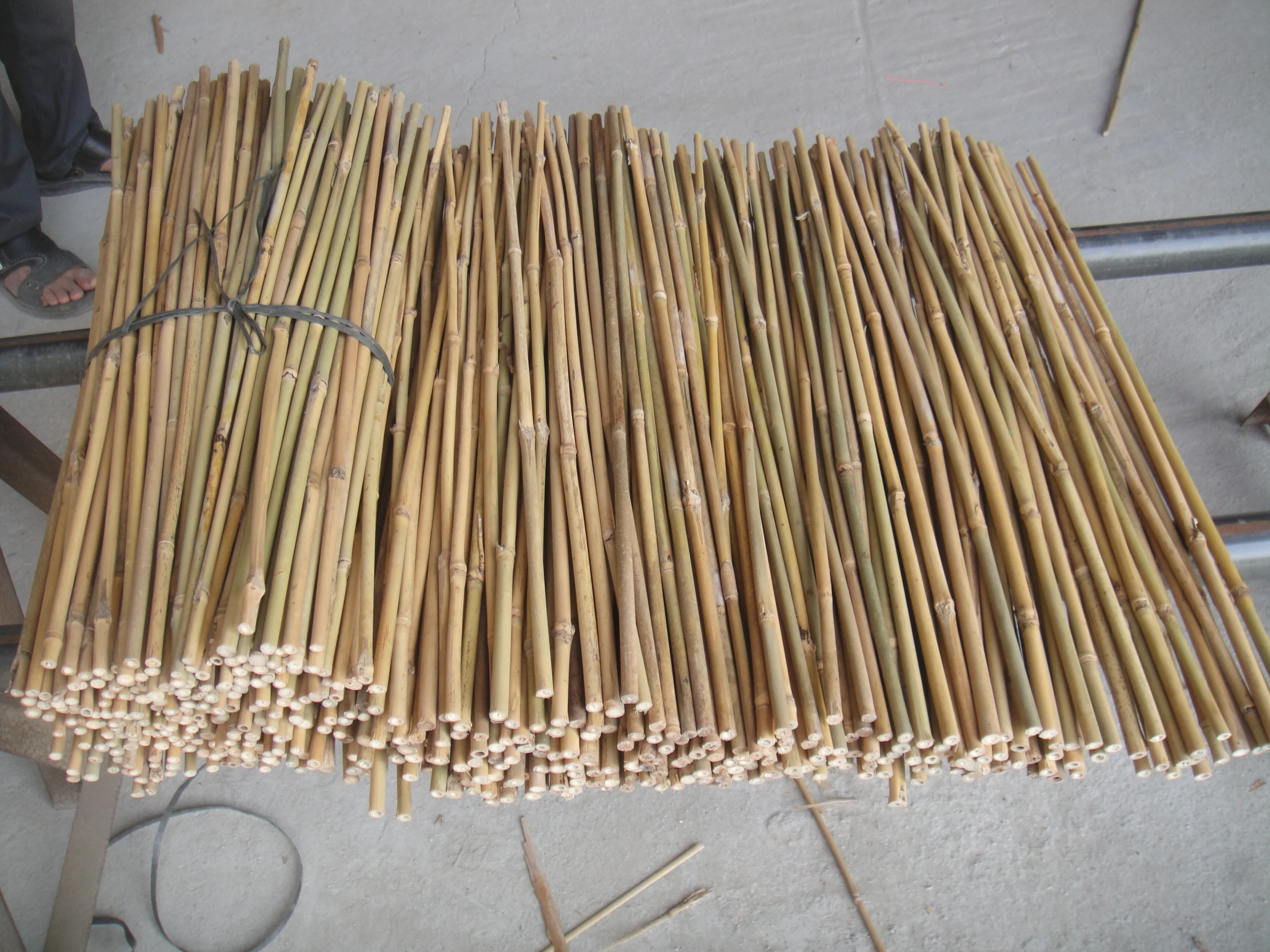 Bamboo cane for garden plant support