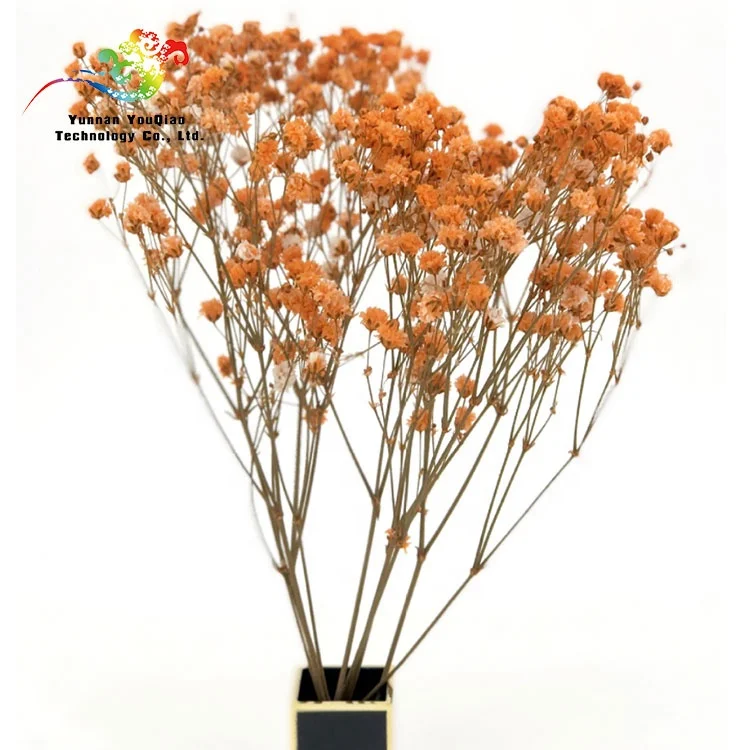  2020 Новое поступление сушеных консервированных гипсофил детский цветок на дыхание 30-40 см для подарков день Святого Валентина и украшения дома офиса