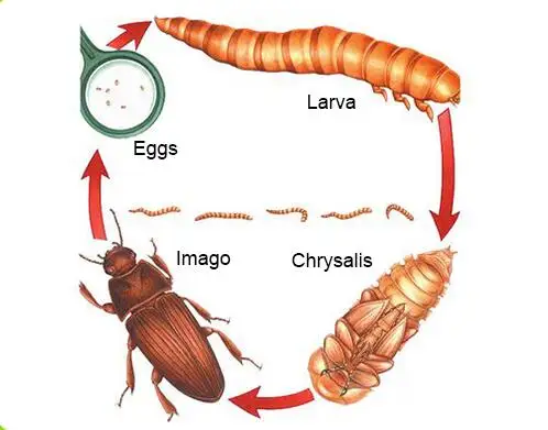 Dried Mealworms Wild Garden Bird Feed Food Meal Worm Chicken Reptile Fish 225g