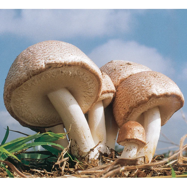 Medicinal mushroom extract tablets anti hiv formulations immunity cure