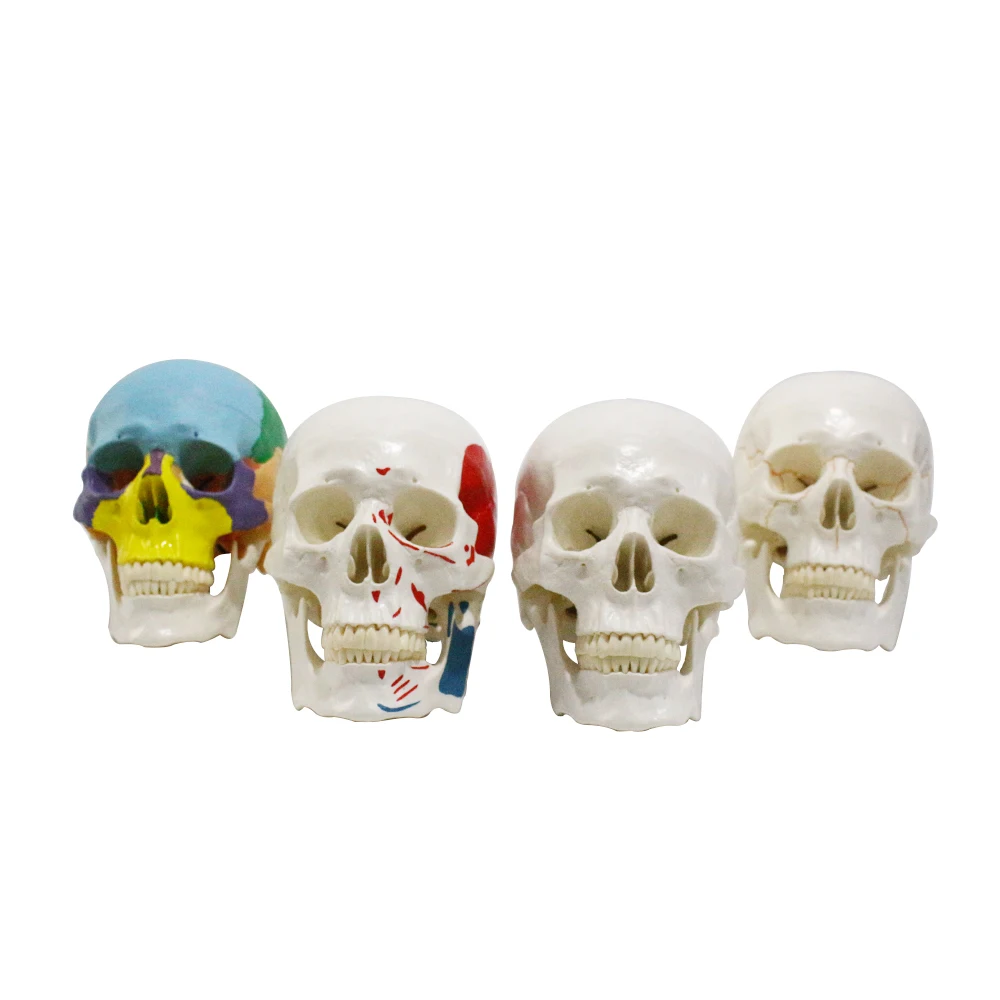 Human Skull Model Anatomic Popular Biological Life Size Plastic Medical Anatomical Skull Model