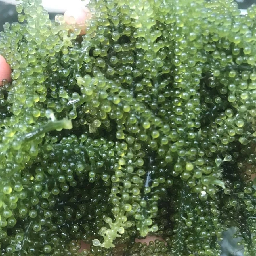 
100% Fresh Organic Sea Grapes Wholesale 