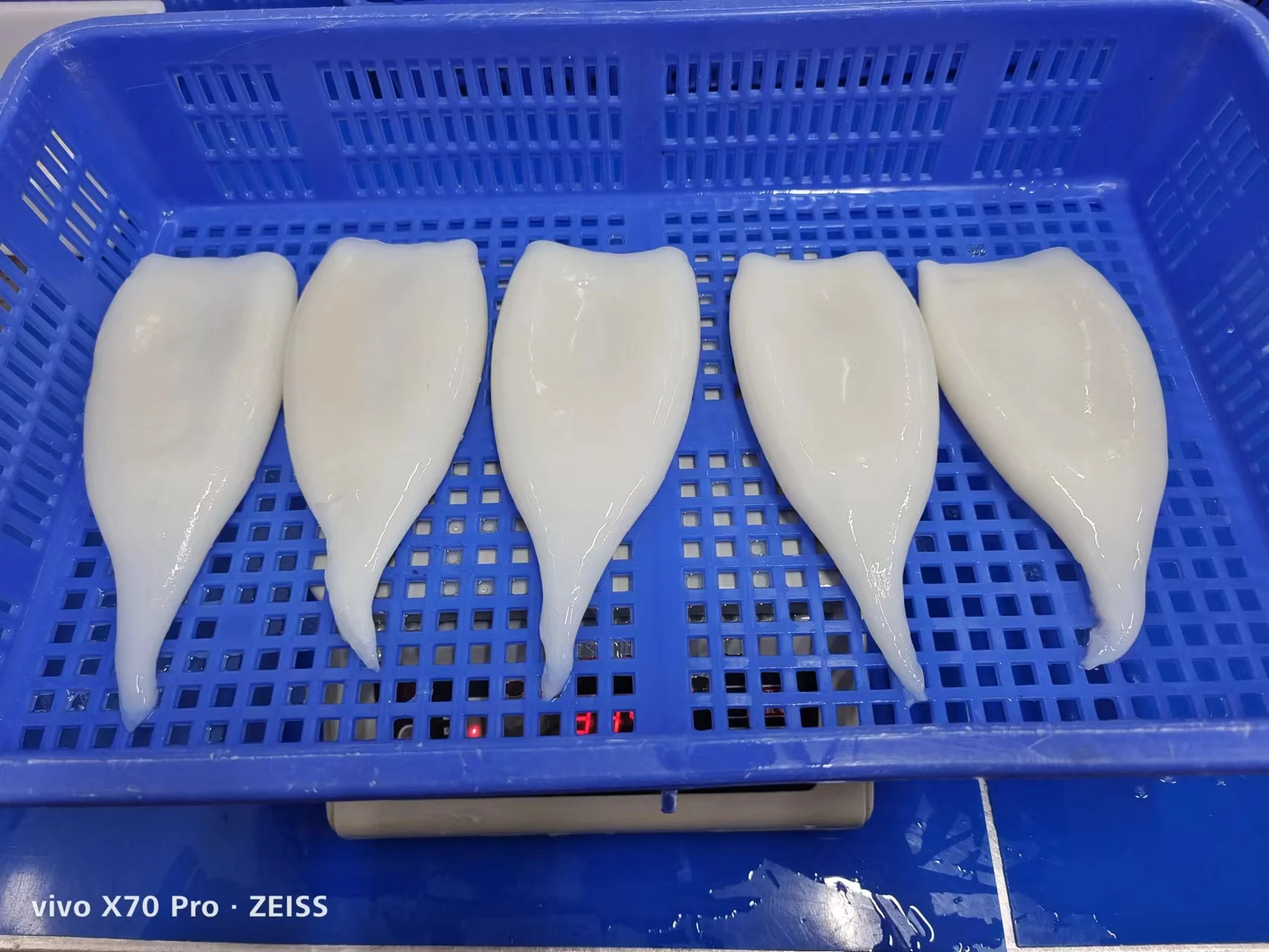 Frozen Gigas Squid Tube Head Off U3 U4 U5 Frozen Squid Tubes Egypt