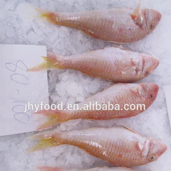 
Frozen red mullet WR and fillet Frozen Fish for sale 