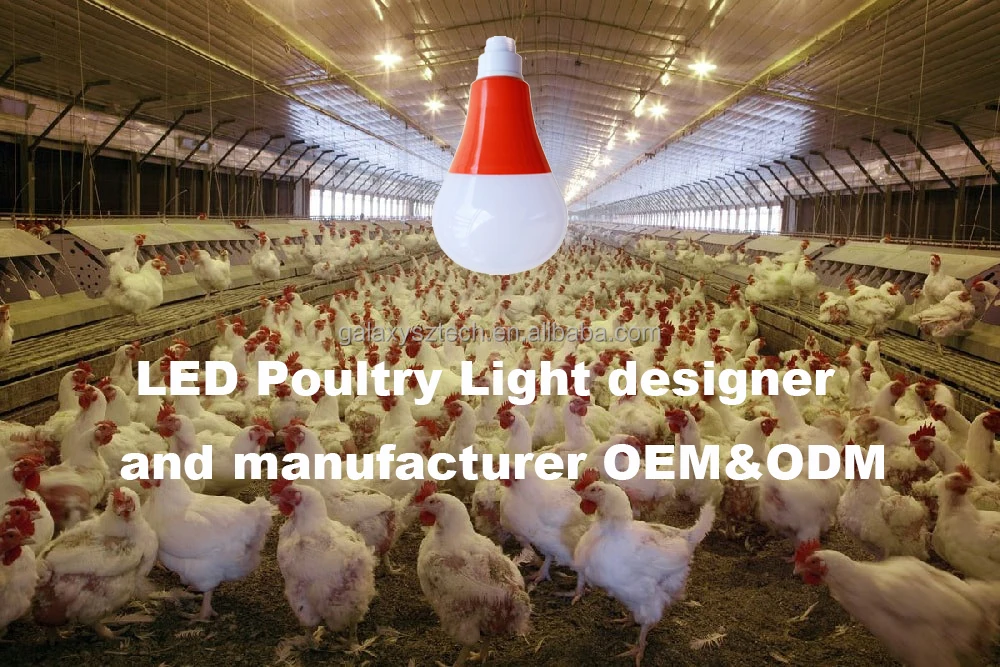 chicken-coop-lighting1