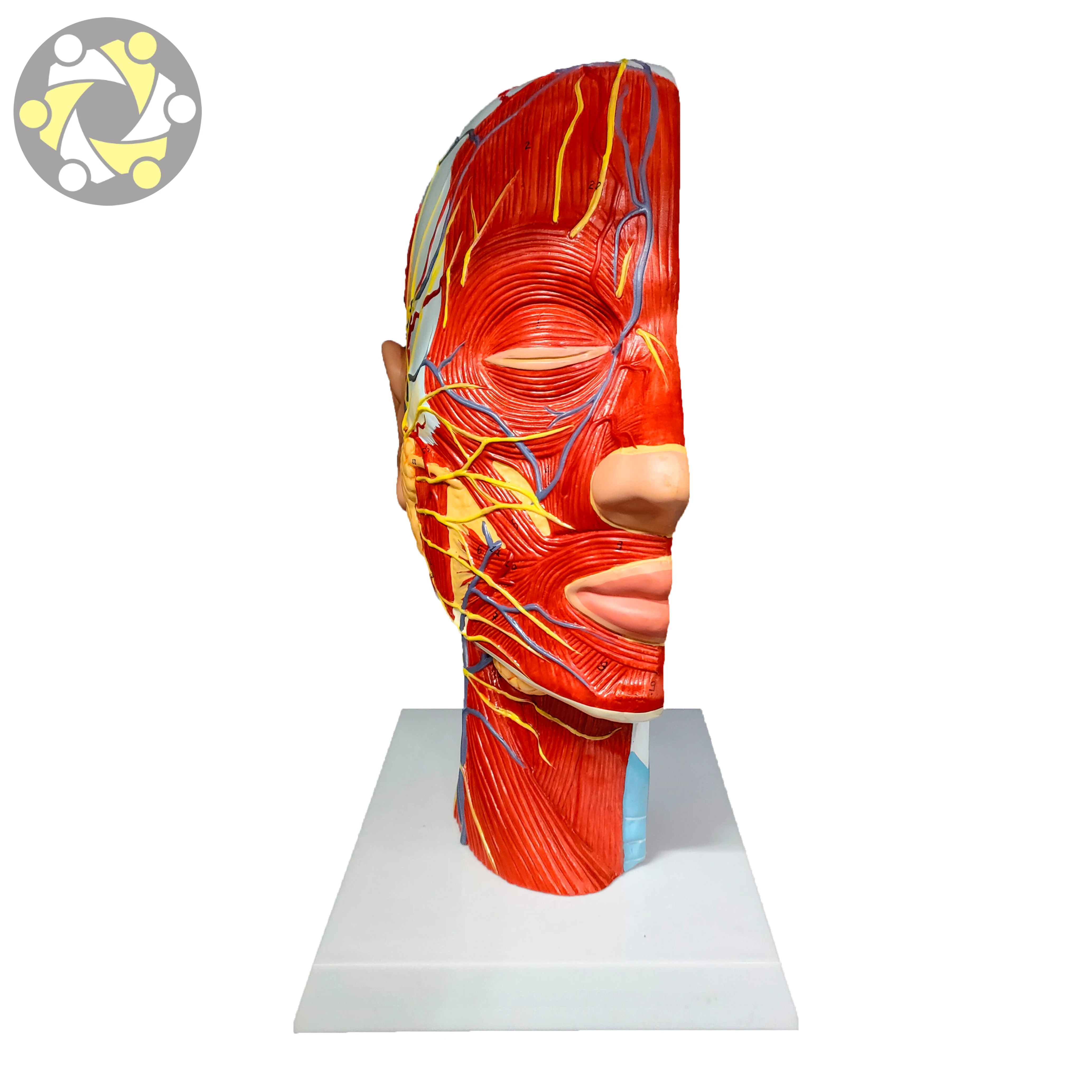 Educational Lab Medical Science Teaching  Anatomical Model Of Head And Face With Blood Vessels