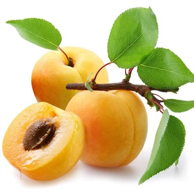 High quality woody plants Apricot fruit trees seedling live plants tree