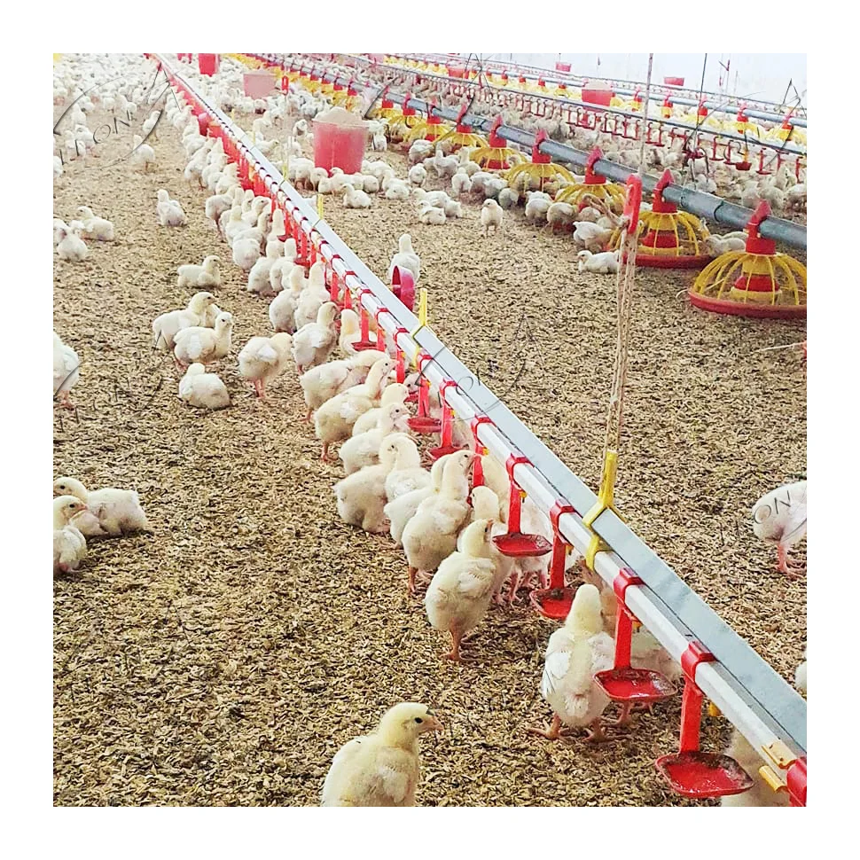 Cheap price chickens bird farm for sale in philippines and indonesia