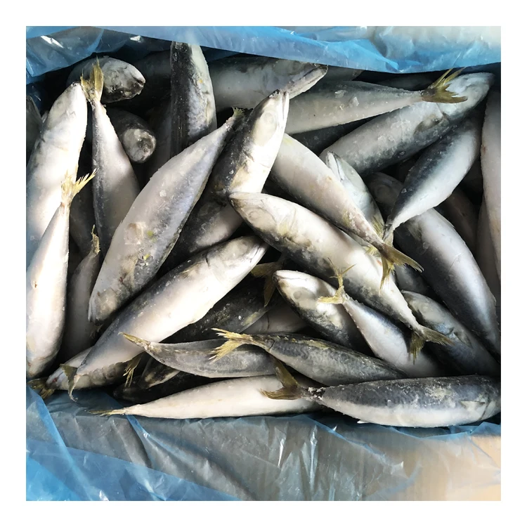 Новая морская замороженная Тихоокеанская скумбрия 10 кг 15 упаковка