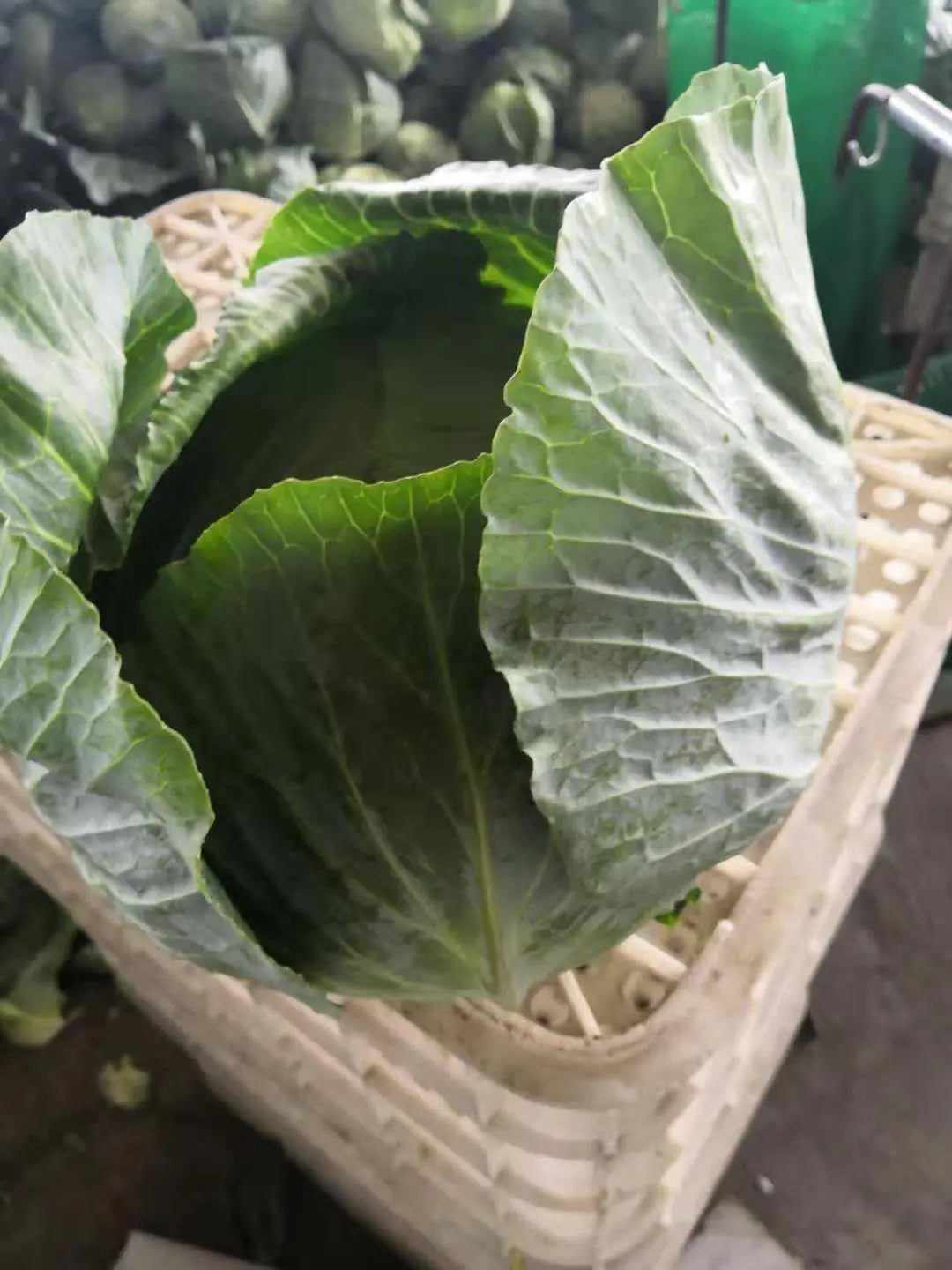 
New Chinese 2020 crop ball shape cabbage zhangjiakou origin 