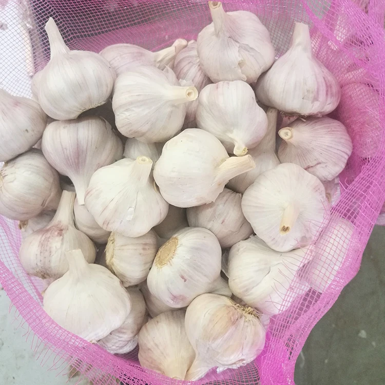 Hot Sale Fresh Garlic /red garlic/Normal white garlic