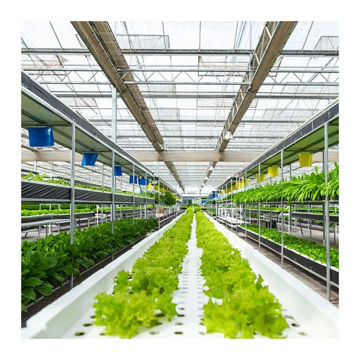 
Agricultural high efficient hydroponic systems greenhouse for vegetables planting 