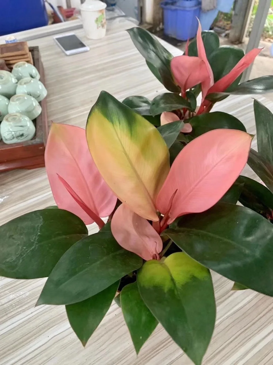  Редкие растения Philodendron розовая