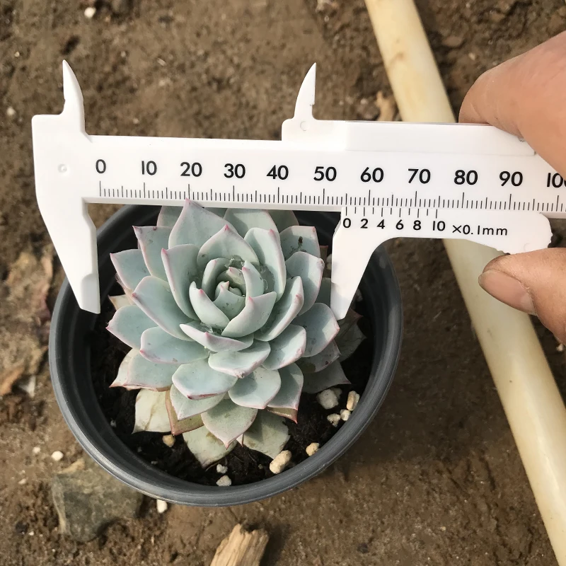 
Pink Bluebird seal Live succulent plants natural indoor for desk China plant farm 