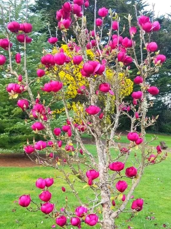 
Amazon Hot Selling Magnolia Flower Tree Seeds Bonsai Plant for indoor garden Send Gift 