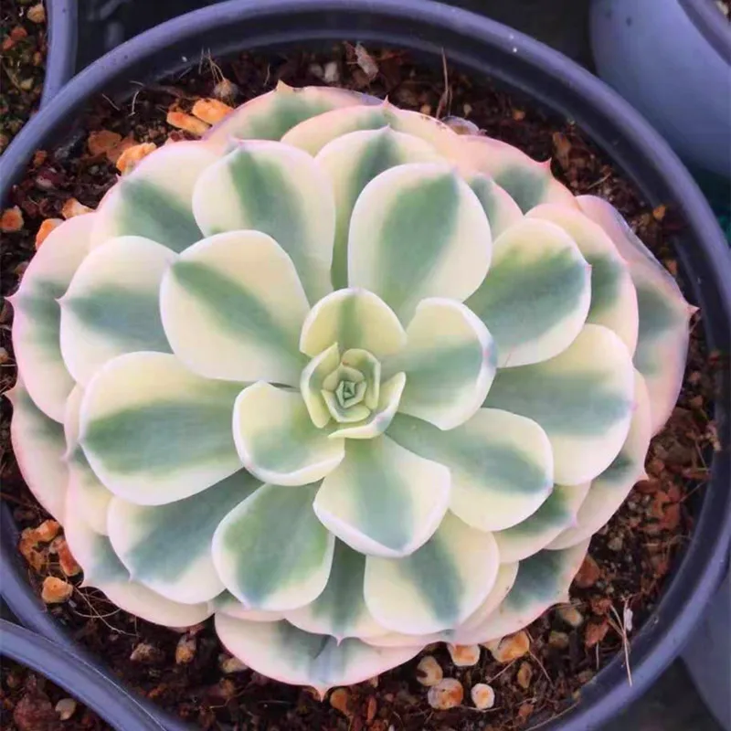 
Live Succulent Plants Wholesale Echeveria Lenore Dean Varieagated 