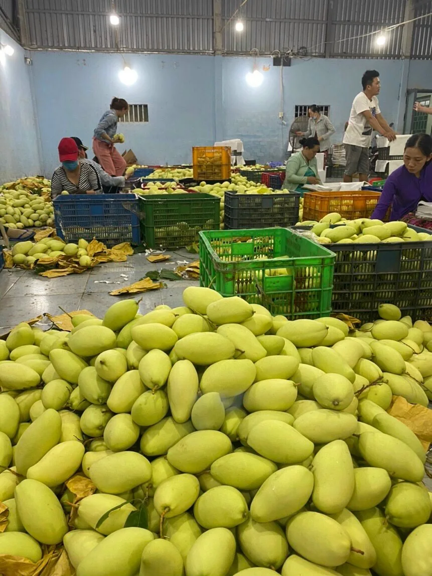 Keo Mango Best Quality Brand Supplier For Export Hot Selling From Vietnam Custom Logo Package Cheap Price Low MOQ