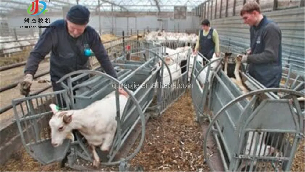 Livestock farming equipment sheep catcher for goat