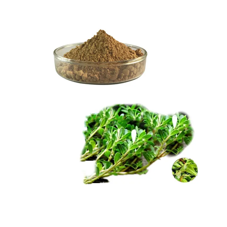 Nature Purslane seeds extract portulaca oleracea powder