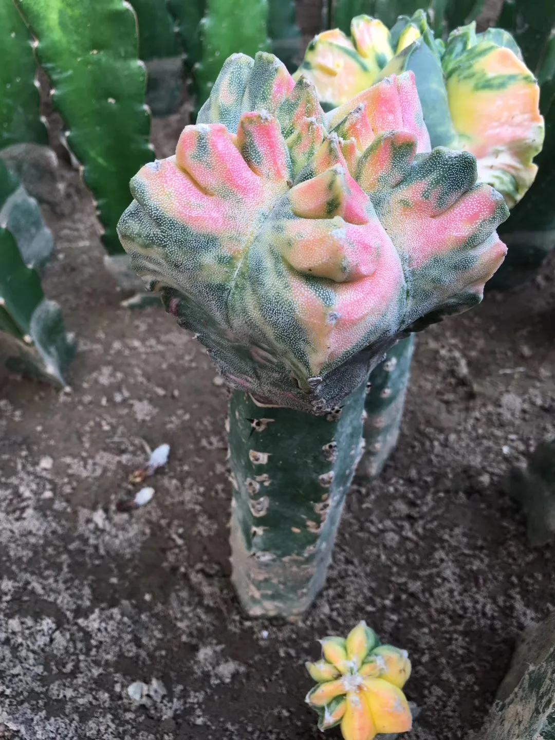 
Hot sale whole sale grafted live indoor cactus outdoor Thailand succulent nursery real cactus plant online cacti for sale 