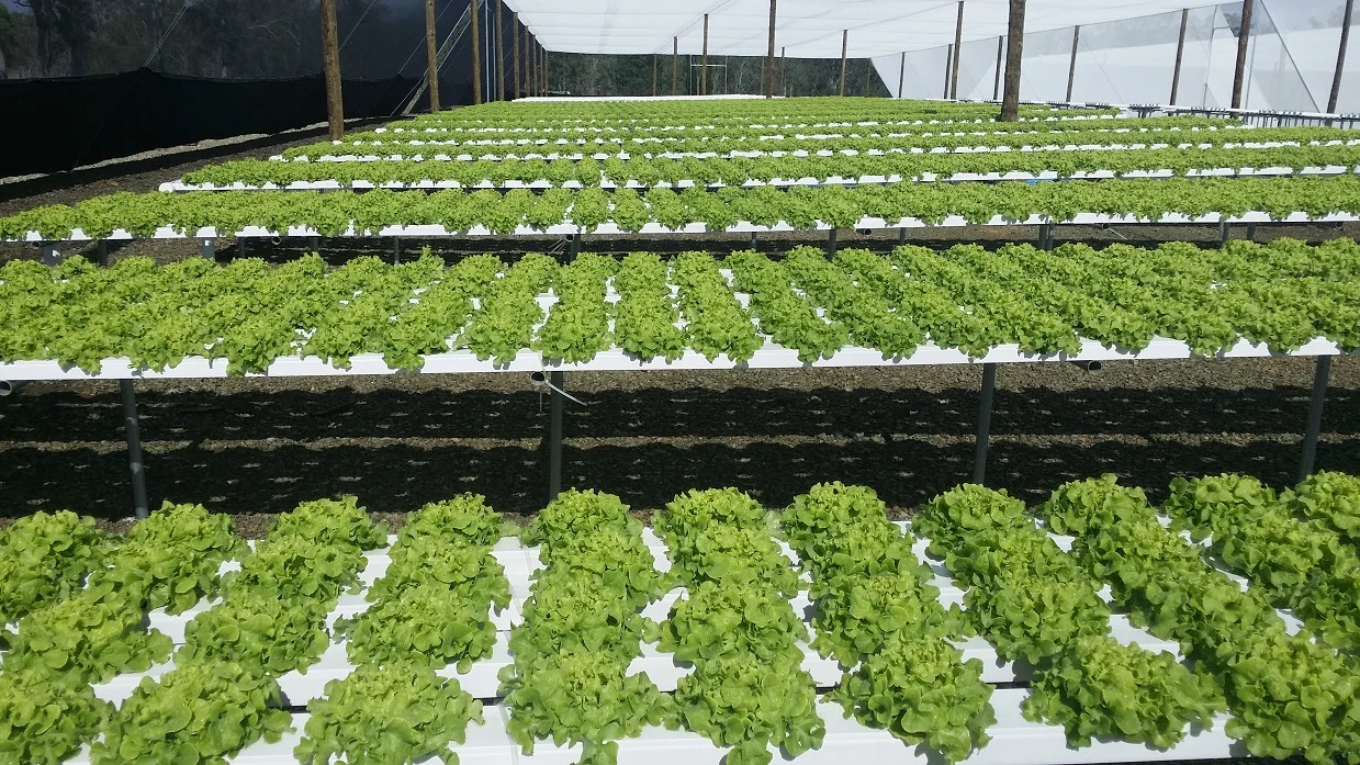 HOT Sell Rectangular NFT Hydroponics PVC Channel for Lettuce Hydroponic Growing System