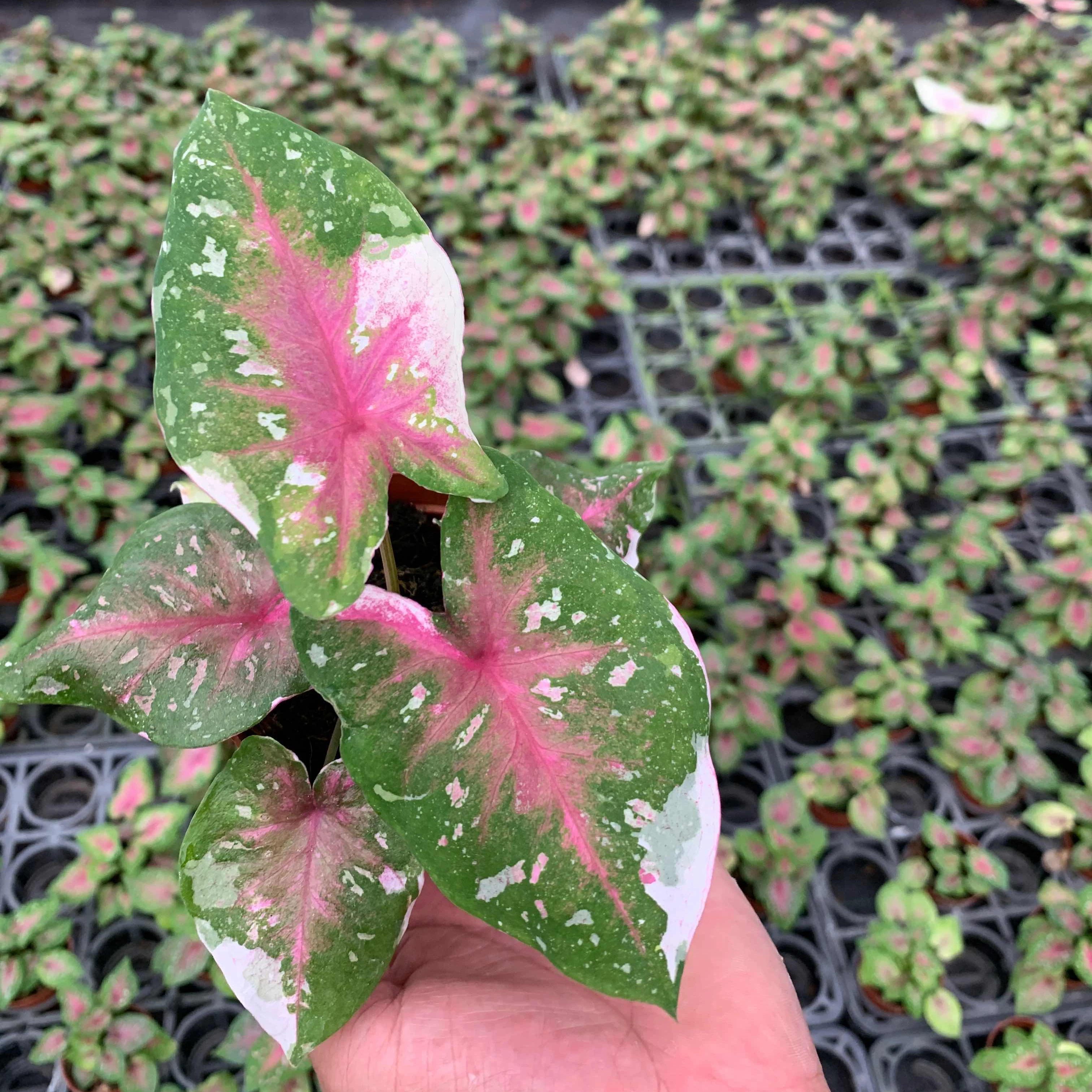 
Wholesale difference kinds of Colorful Caladium live plants bonsai on sale 
