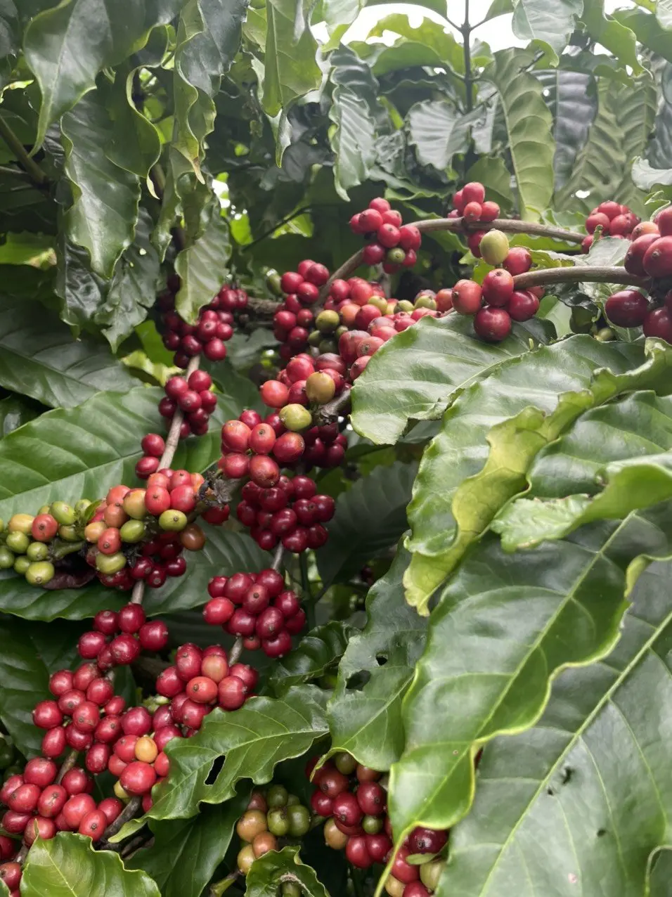 Roasted Arabica Material Durable Coffee Supplier Organic Coffee Customized Packaging Green Coffee Beans Vietnamese Manufacturer