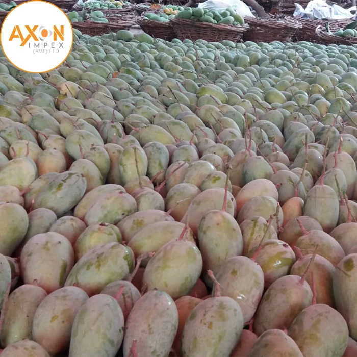 
Famous Pakistani Chaunsa Mangoes Exporters 