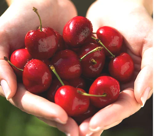 Amazon Hot Selling Cherry Fruit Seeds Bonsai Plant for indoor garden Send Gift bulbs bonsai plant seeds Flower Bulbs Plant