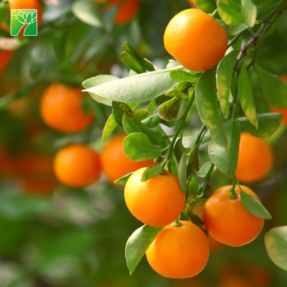 
4-6 футов, зрелые саженцы цитрусовых, клементиновые саженцы, фруктовые деревья 