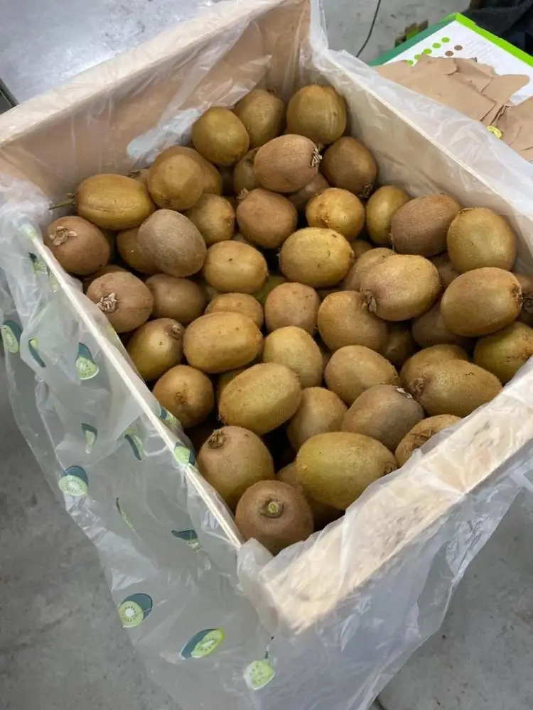 Premium Fresh Green Kiwifruit Organic Standard green kiwi fruit