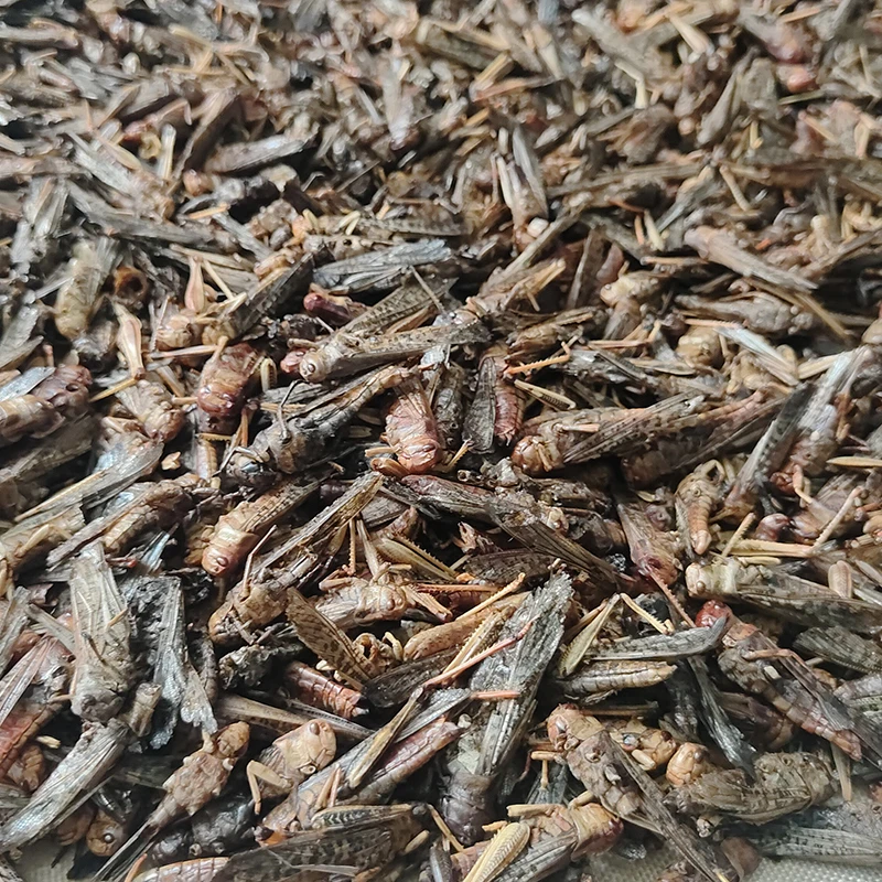 Excellent Source of Calcium & Phosphorus. Ideal for Strengthening Bones in Pets & Poultry.Dried Grasshopper