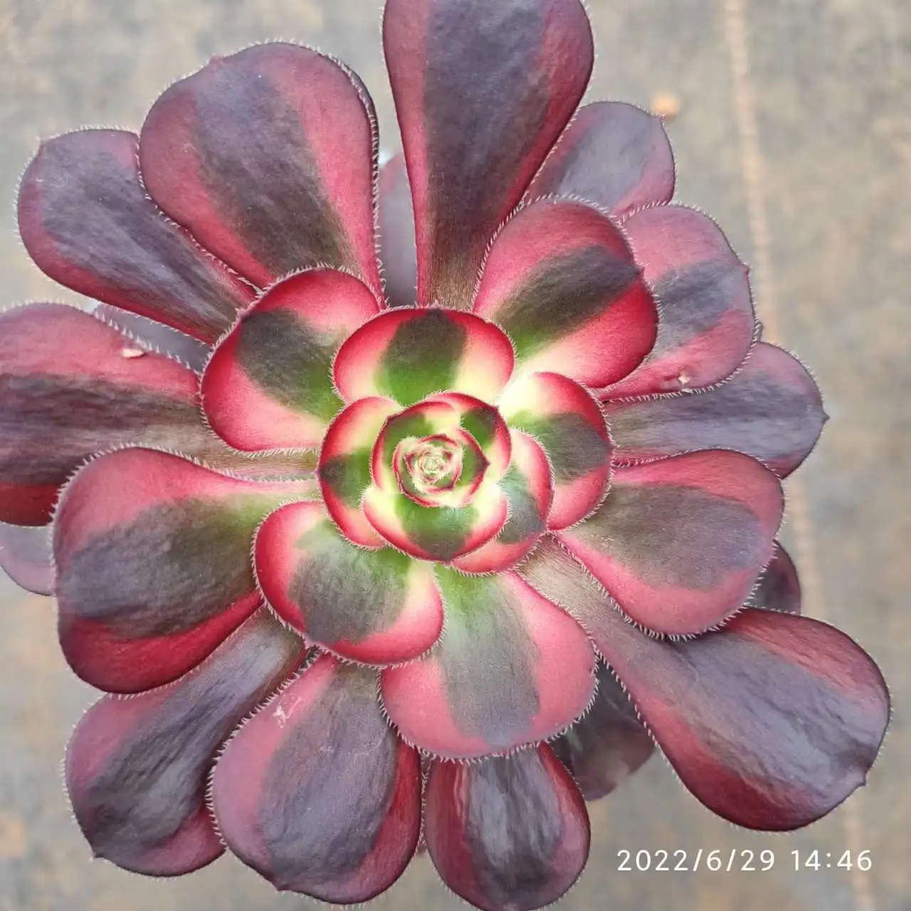 ON018 Aeonium круглые белые оптовые Индивидуальные Мини Искусственные суккуленты горшки для растений для наружной эчи