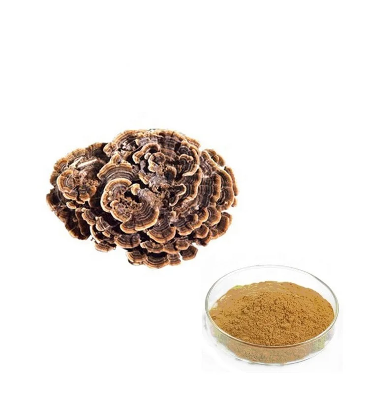 Turkey Tail Trametes Versicolor Powder Healthy Pre Workout Supplement for Immune System Booster Supplements