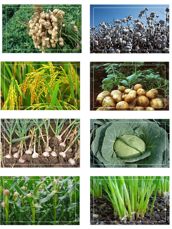 Pendimethalin 35% SC High Effective Ginger Potato Cotton Annual Grass Selective Herbicide
