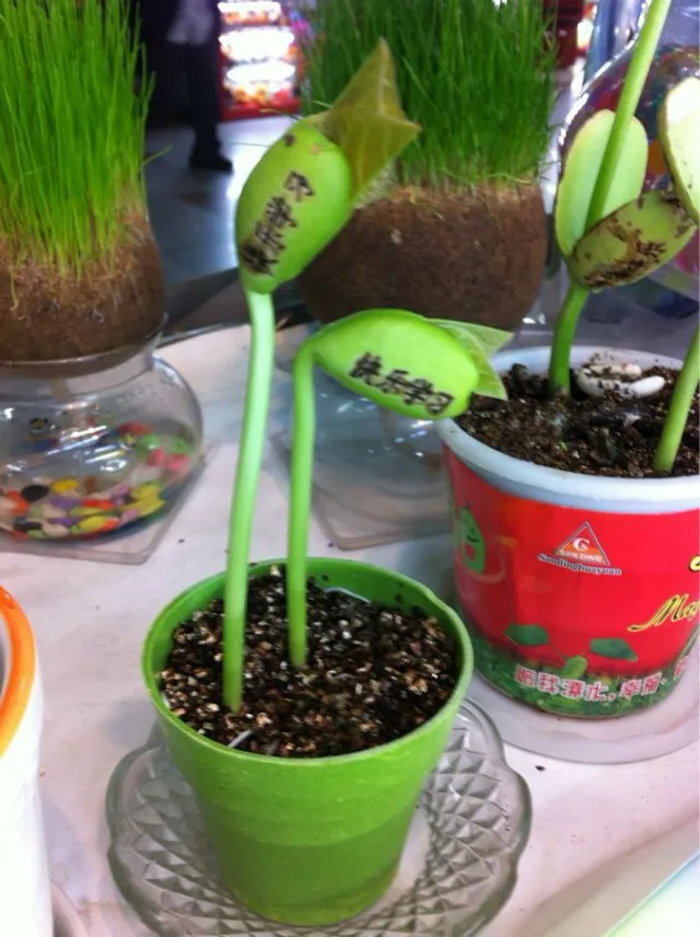 Healthy Green Oxygen Bar Planting Magic Beans
