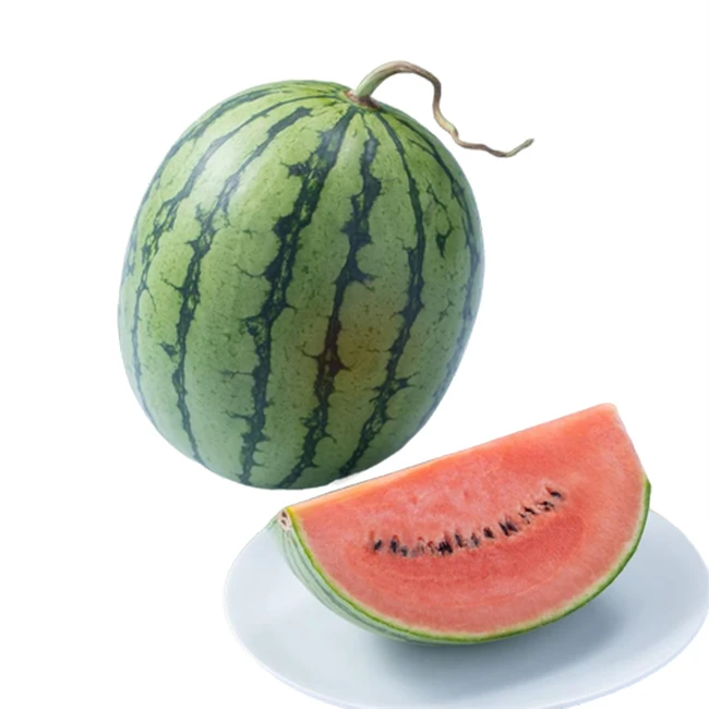High quality good cost performance price sweet water melon planting