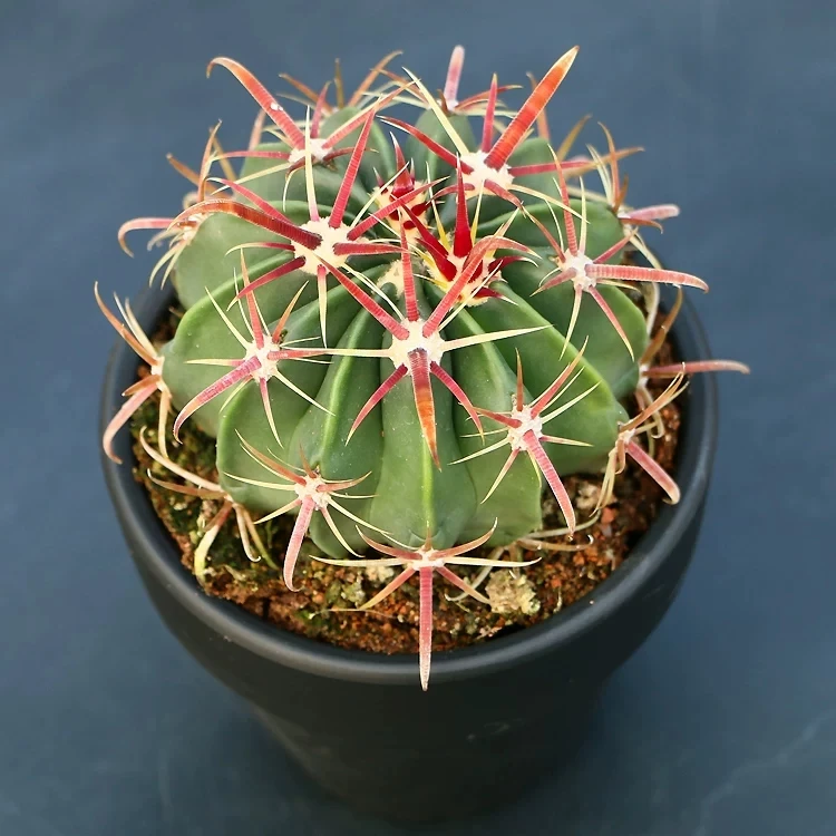 Perennial Cactus Ferocactus Britton & Rose