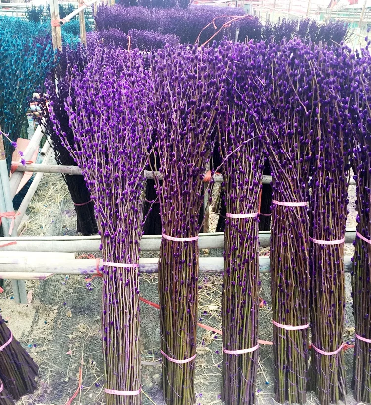 Hot sale fresh flower pussy willow salix for traditional celebration cut flower