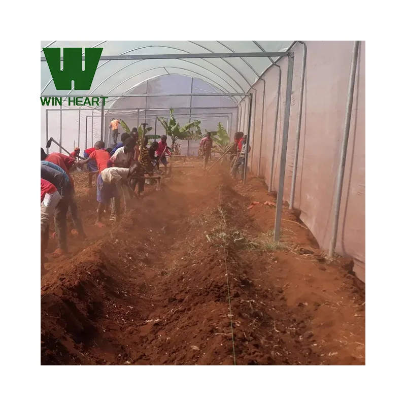 .popular factory supply agricultural Greenhouse