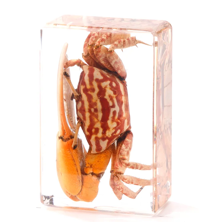 Acrylic Fish Sea Shell Educational Gifts Ocean Animal Collection Resin Epoxy Embedded Specimen Wedding Decor Crafts