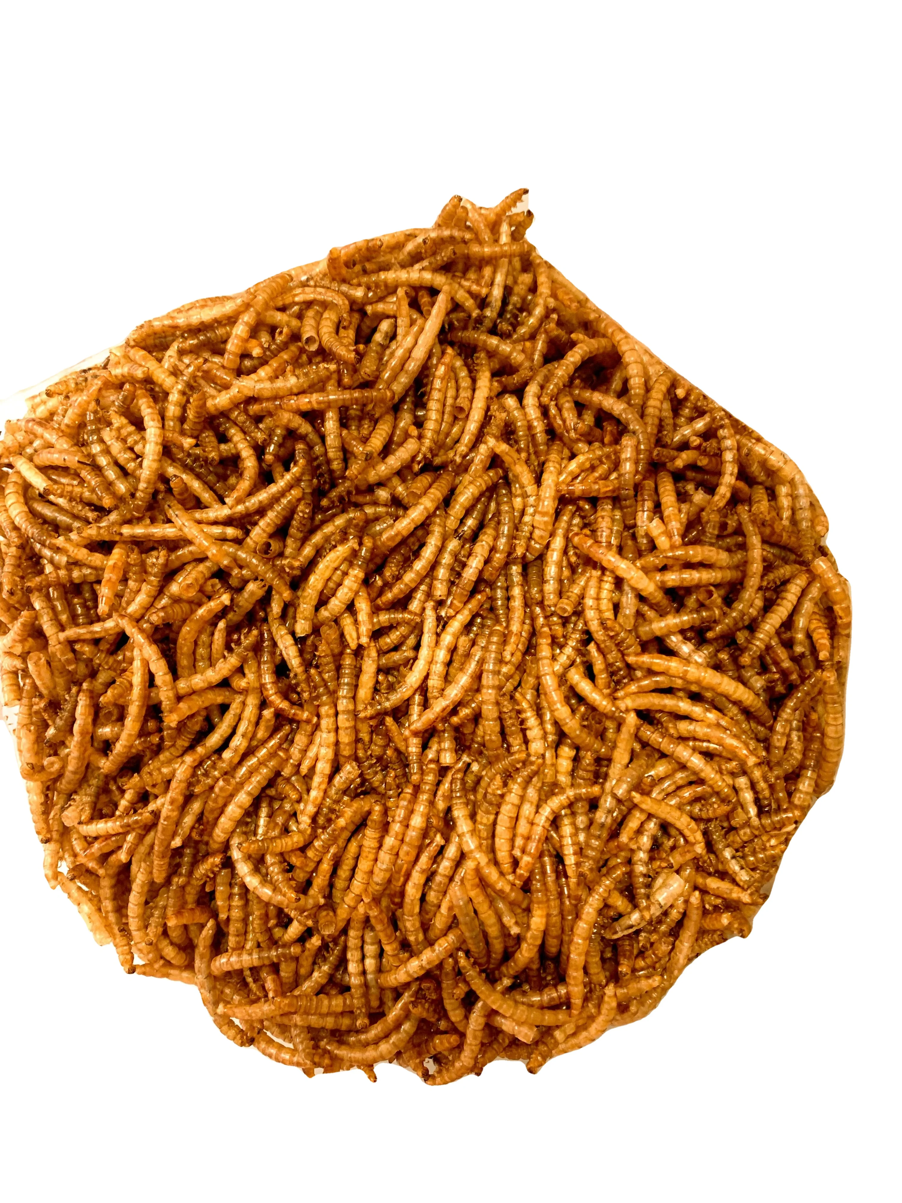 DRIED MEALWORMS MEALWORMS BLACK SOLDIER FLY LARVAE from China