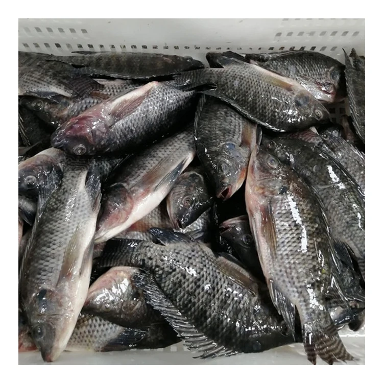 Short Lead Time Frozen Black Tilapia Size 300-500g