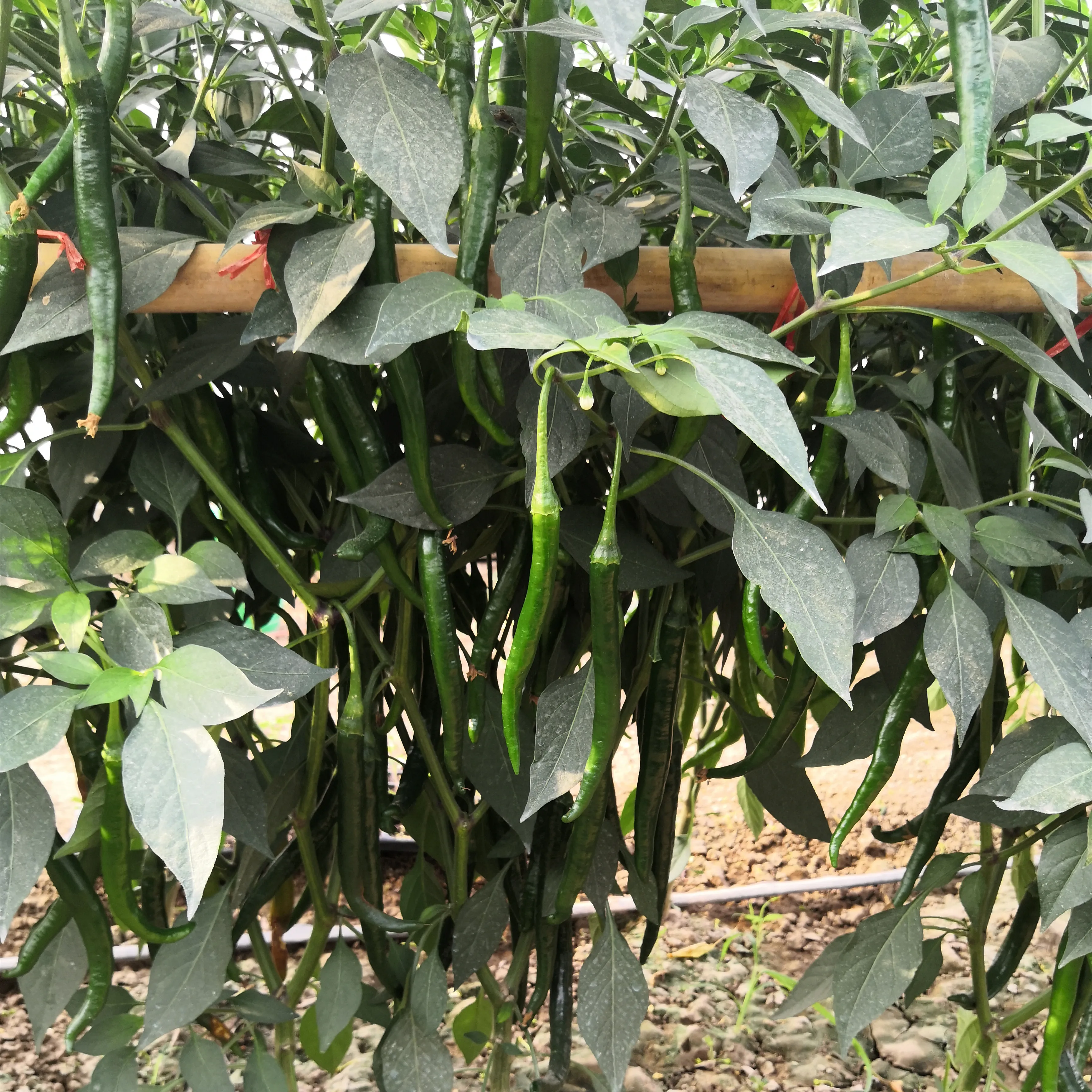 Гибридный F1 высокий выход темно-зеленые семена перца чили семена для growing-FP53