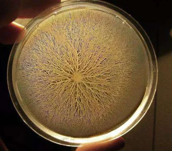 bacillus subtilis
