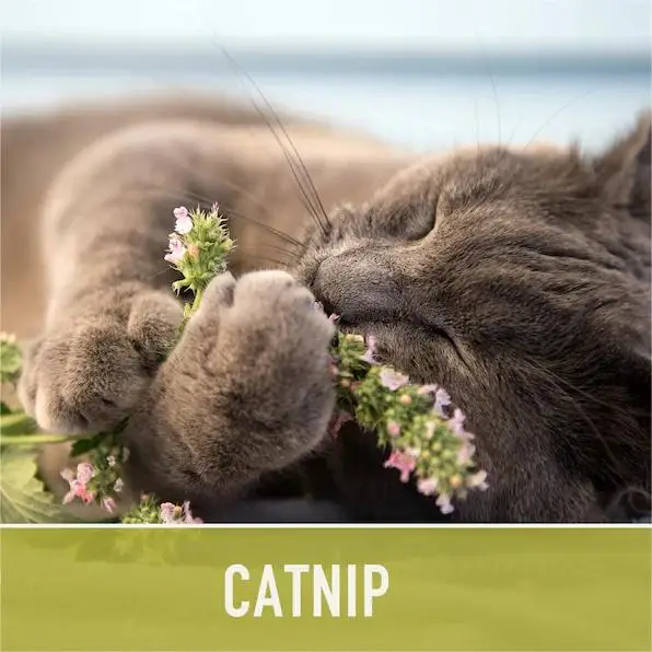 100% Natural Pet Aromatherapy Oils Bulk Supplier, 1Kg Organic Catnip, Catmint, Nepeta cataria Essential Oil 100% Pure For Sale