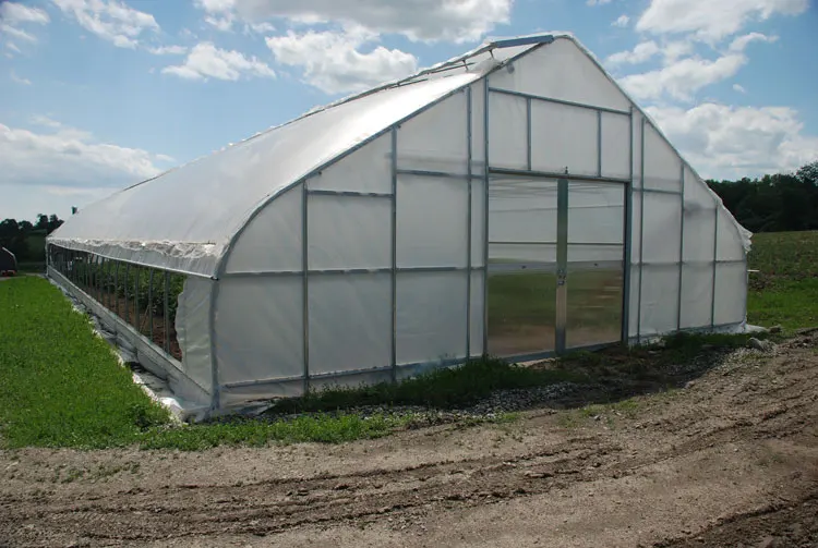 Single Span PE Film Galvanized Steel Frame Greenhouse Agriculture Plastic Greenhouse Tunnel Type